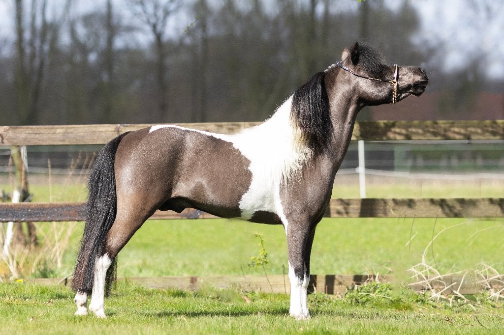 AMHA / NMPRS / AMHR / BMP hengsten ter dekking, Dieren en Toebehoren, Hengst