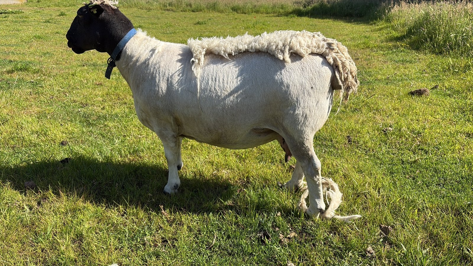 Weide onderhoud (regio Lichtervelde), Dieren en Toebehoren
