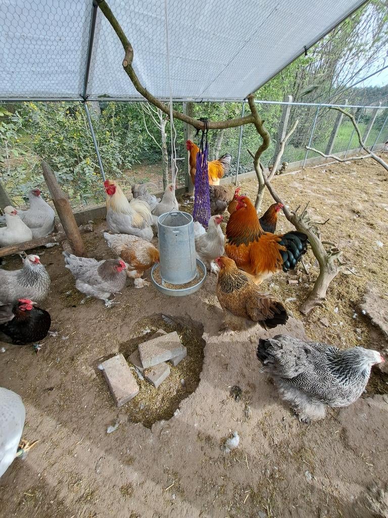 Broedeieren Brahma en Brahma x Marans