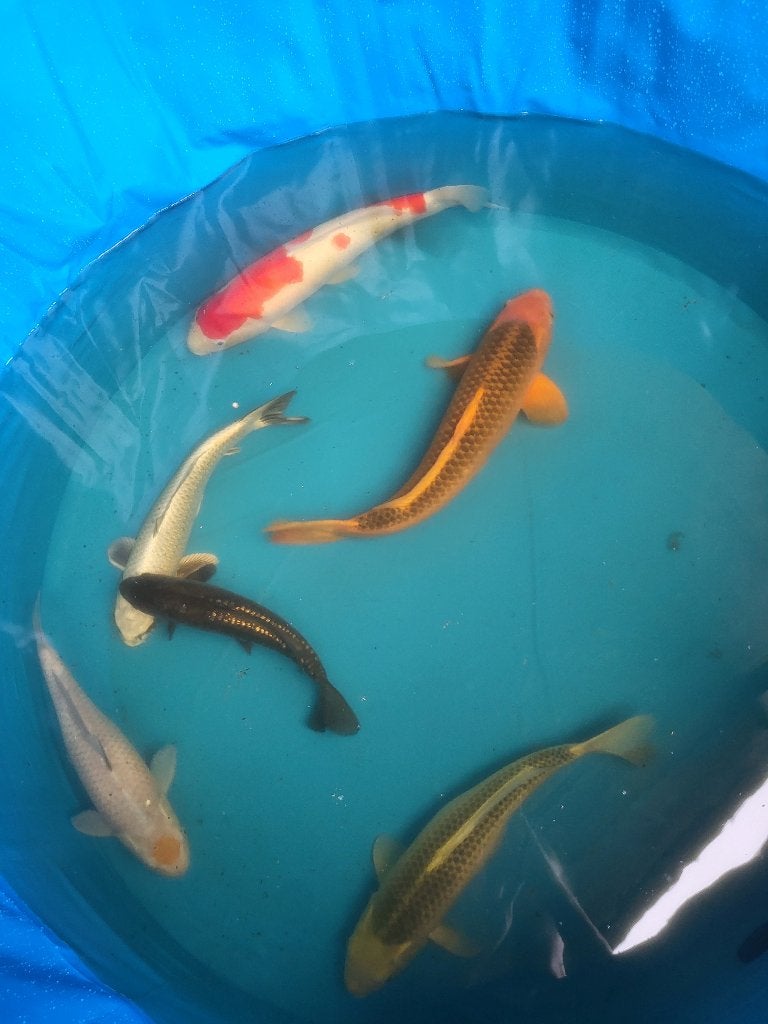 Japanse koi, Dieren en Toebehoren, Karper of Koi