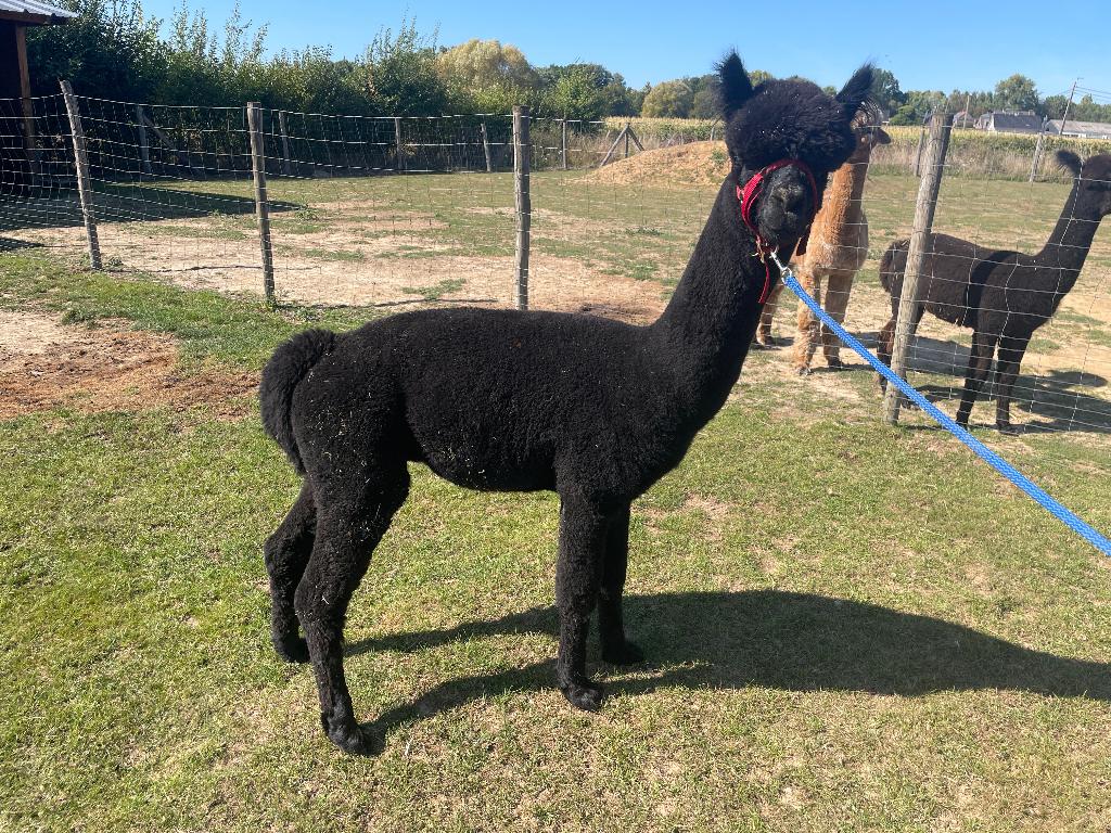 Zwarte Alpaca Dekhengst – MVT Quicksilver (AAB014886), Dieren en Toebehoren, Augustus, Mannelijk