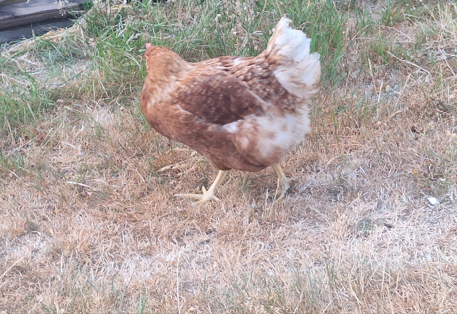 Leghennen, Dieren en Toebehoren, Pluimvee