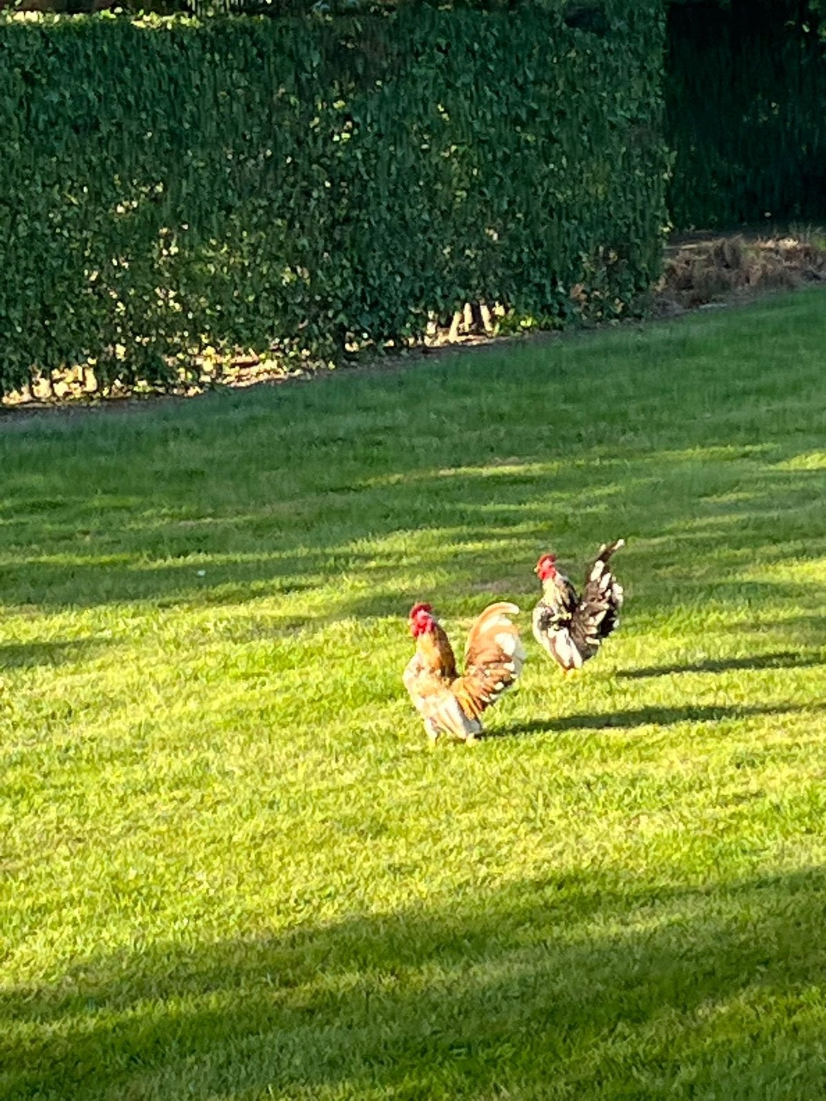 Serema hanen, Dieren en Toebehoren, Pluimvee, Mannelijk, Kip