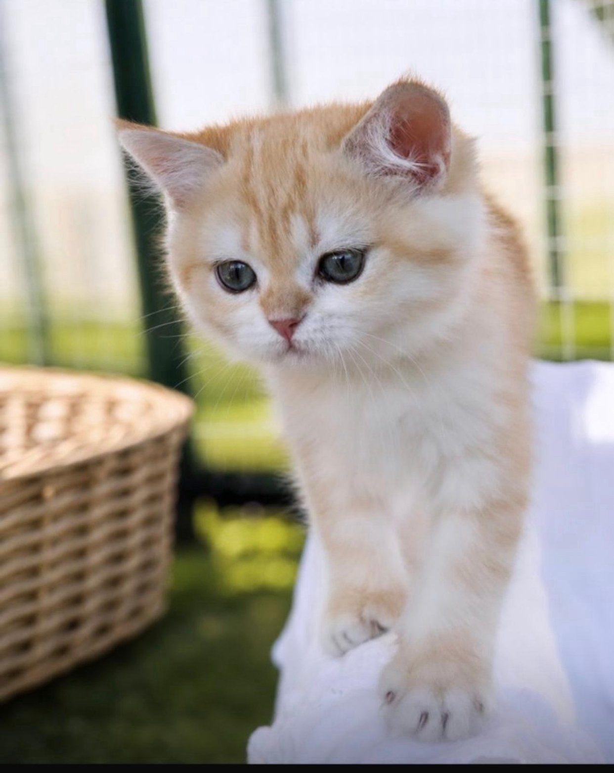 Mooie britse korthaar kittens, Plusieurs animaux, À poils courts, 0 à 2 ans