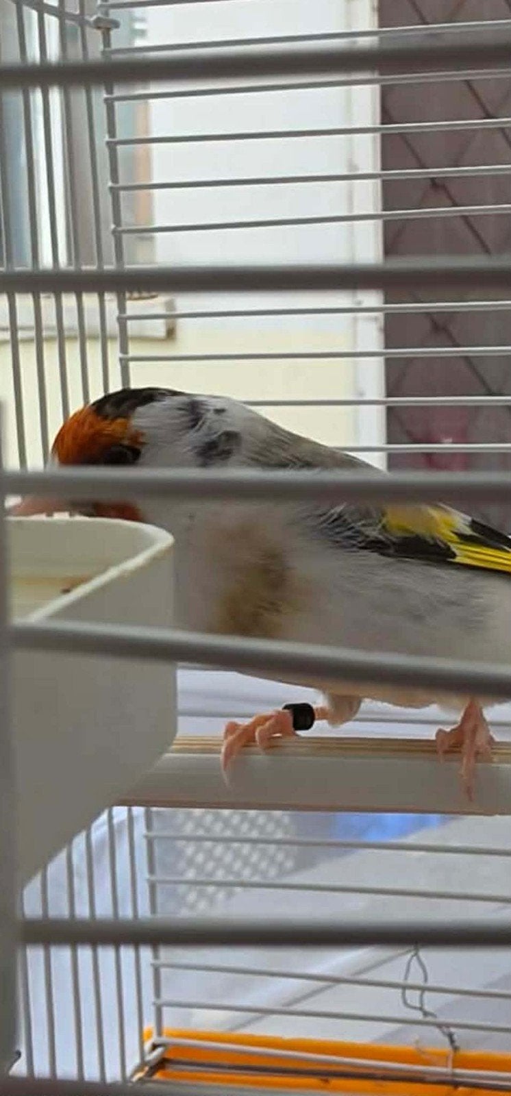 chardonneret mâle, Animaux & Accessoires, Mâle