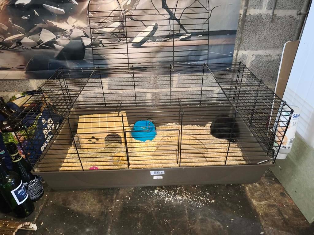 Konijnkooi met cavia, Dieren en Toebehoren, Ophalen, Cavia