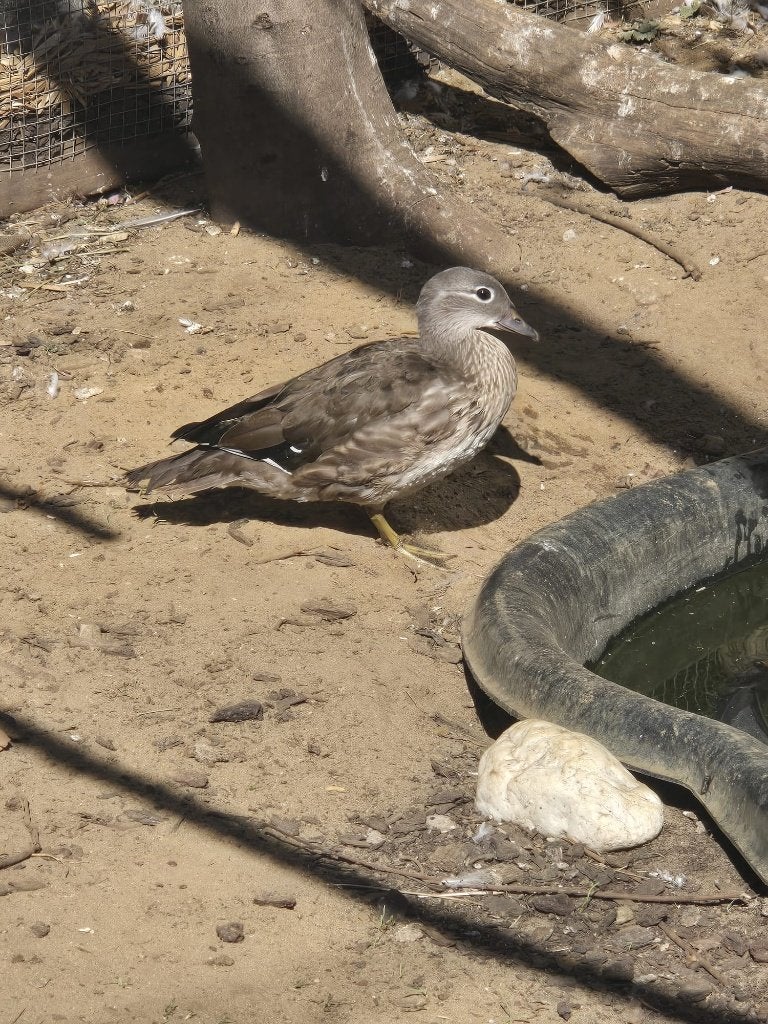 Jonge mandarijneend vrouw, Dieren en Toebehoren, Vogels | Overige Vogels, Vrouwelijk, Tropenvogel