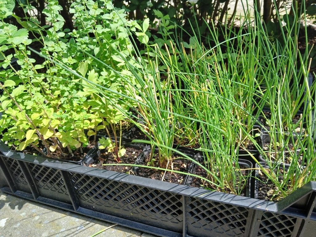 Oregano + Bieslook P9, Tuin en Terras, Ophalen, Minder dan 100 cm, Overige soorten, Volle zon