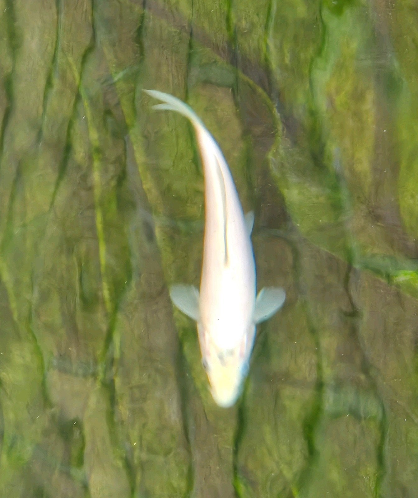 koi