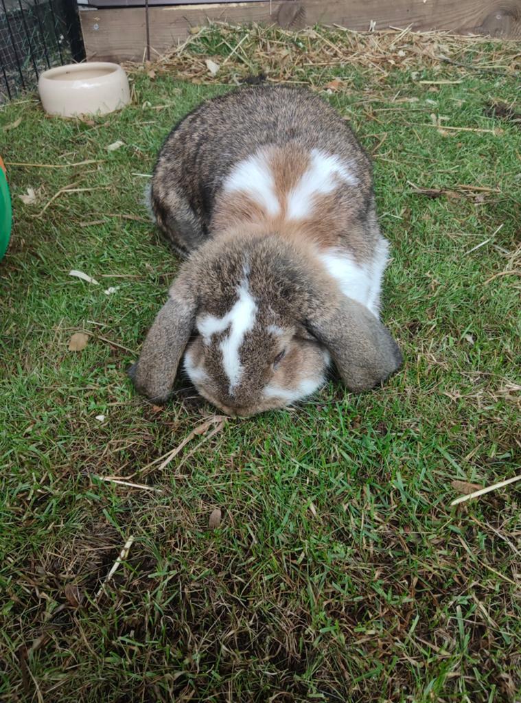 Duitse hangoor konijn, Dieren en Toebehoren, Konijnen, Hangoor