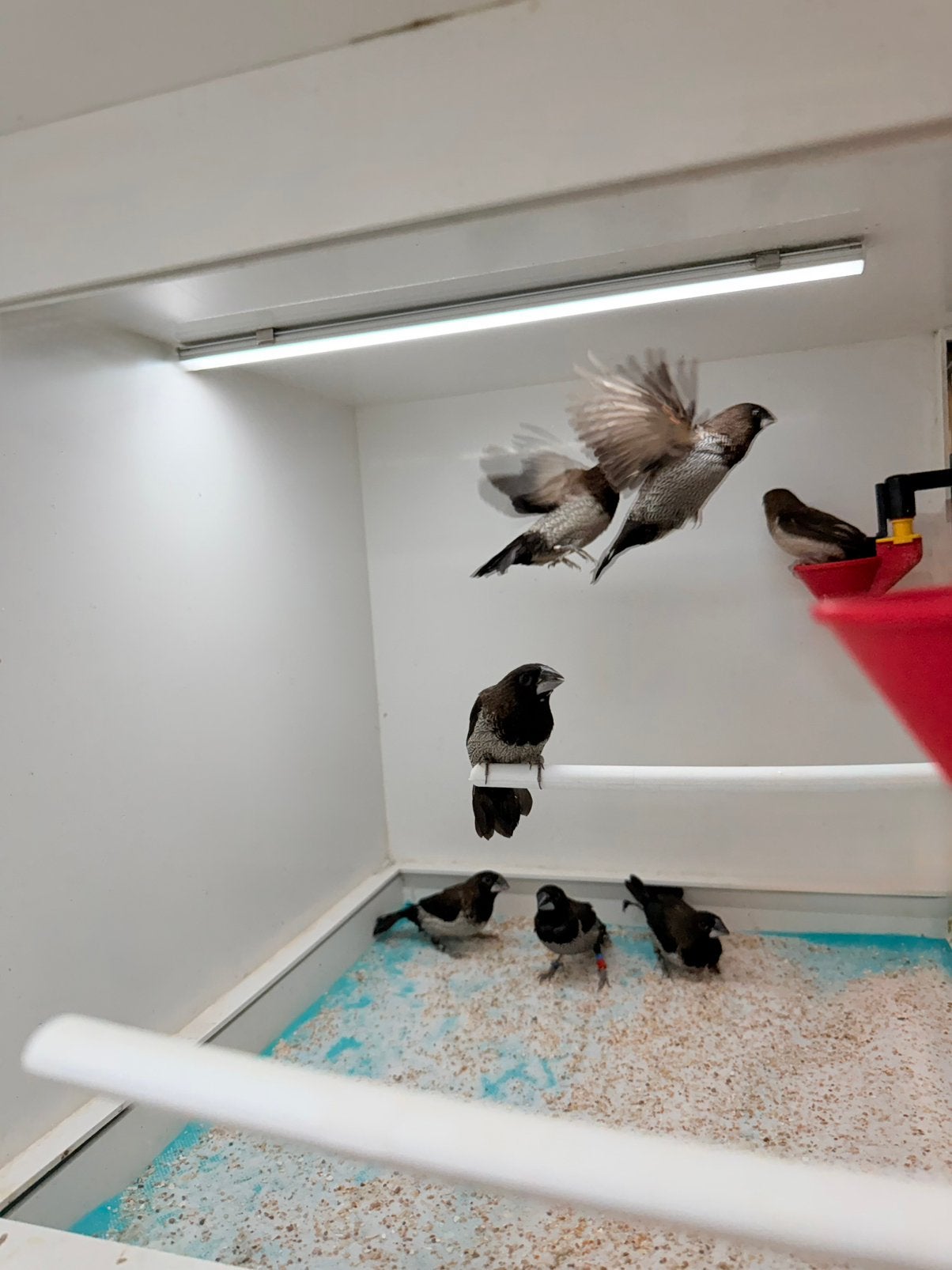 Japanse meeuwen te koop, Dieren en Toebehoren