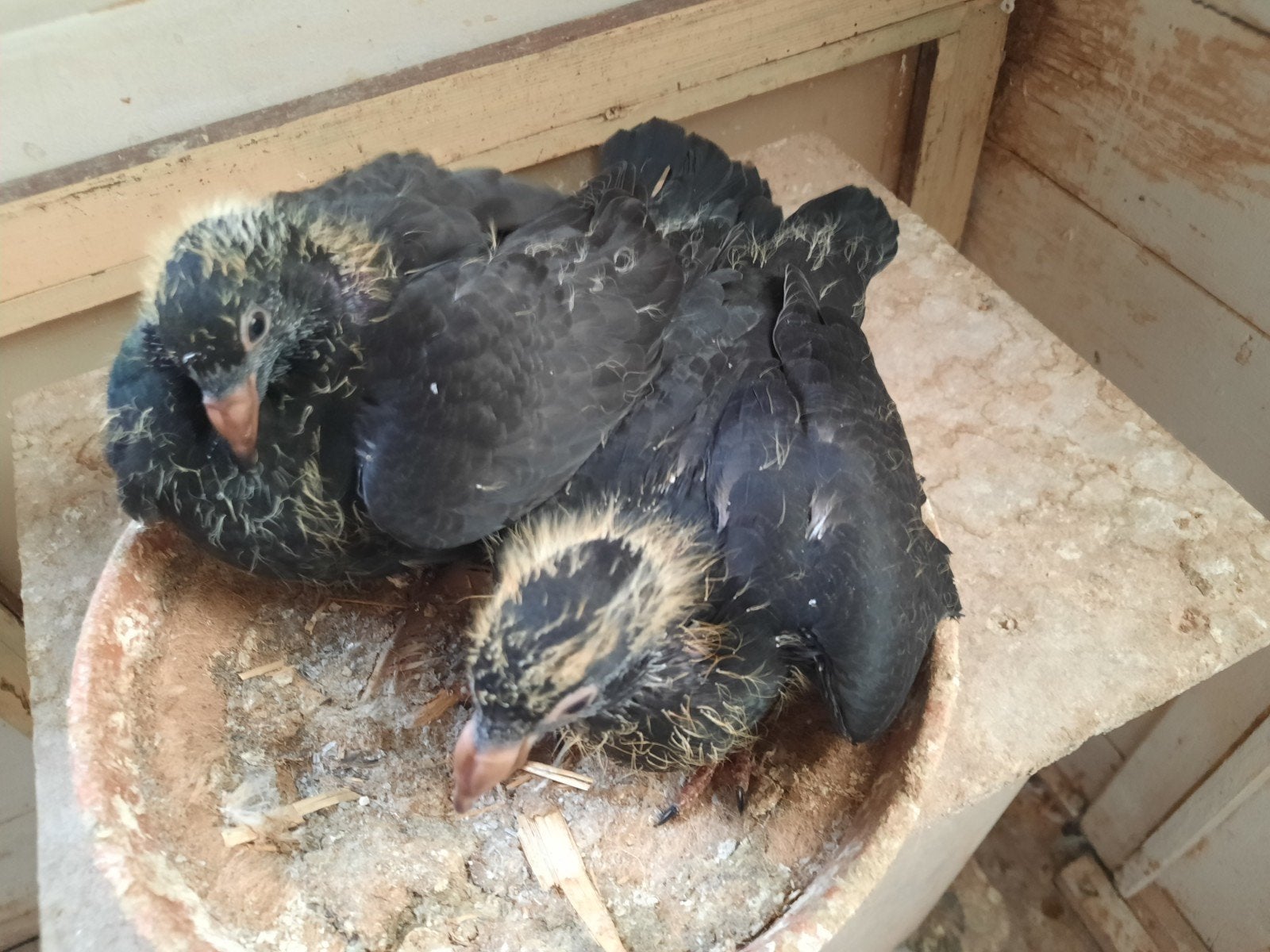 6 jonge duiven, Pigeon voyageur