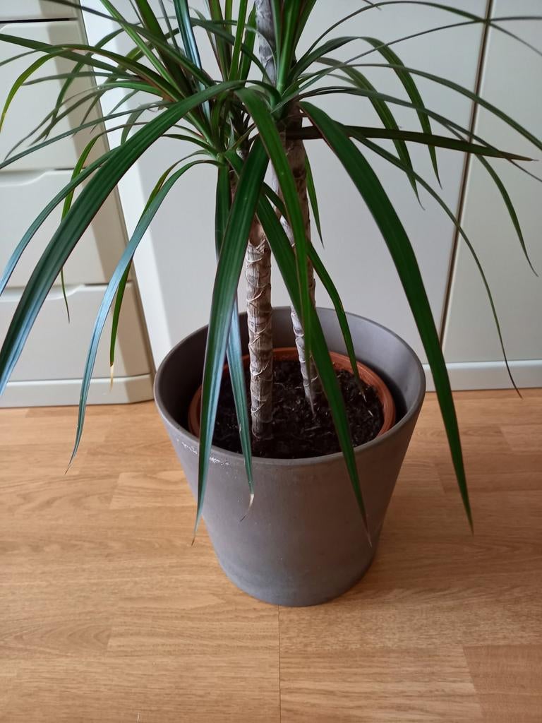 BONJOUR, JE SERAI TON NOUVEAU POT DE FLEURS, Enlèvement ou Envoi, Comme neuf