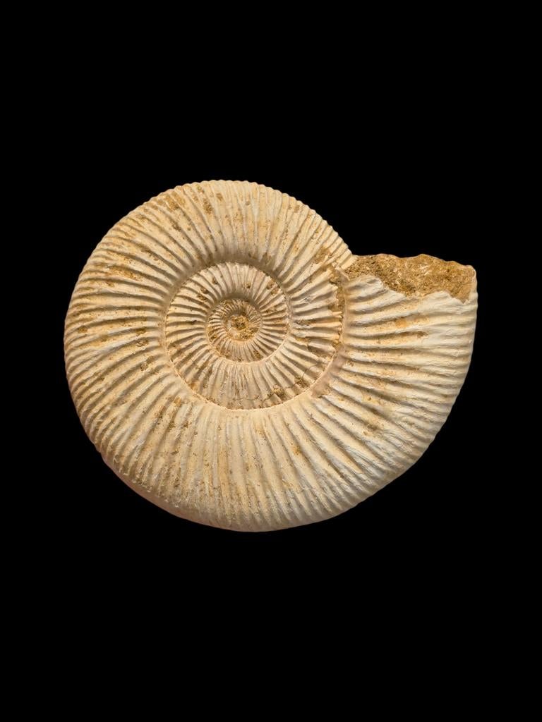 Mooie ammoniet Perisphinctes uit tulear Madagascar 9,8 cm., Ophalen of Verzenden, Fossiel