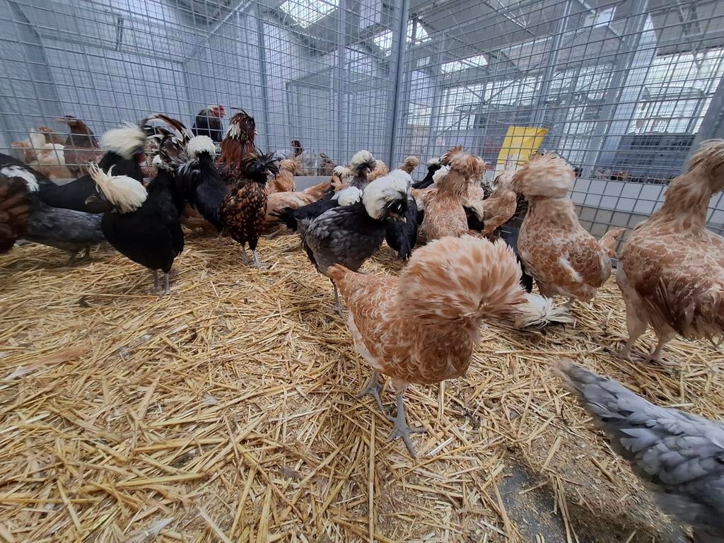 Padua kippen en hanen ruime keuze, Meerdere dieren, Kip