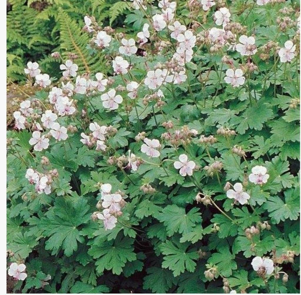 Geranium Biokovo, Ophalen, Vaste plant, Halfschaduw