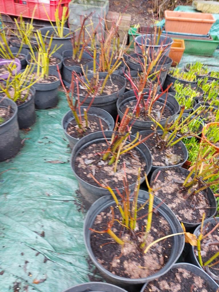 Rode cornus, Tuin en Terras, Ophalen