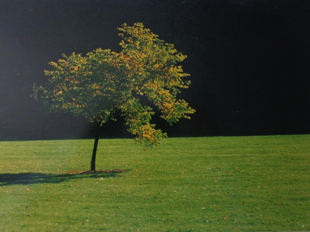 kunstfoto Raymond Van der Plassche zonnig landschap met boom, Ophalen of Verzenden