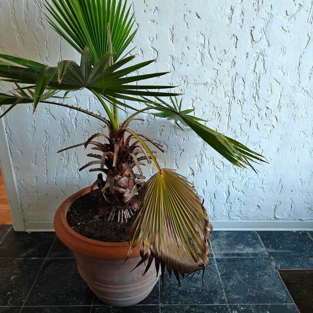 Palm, Ophalen