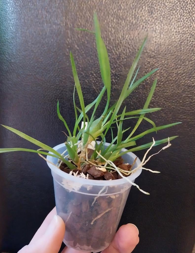 Orchidée miniature Gomesa radicans, Maison & Meubles, Plantes d'intérieur, Enlèvement ou Envoi
