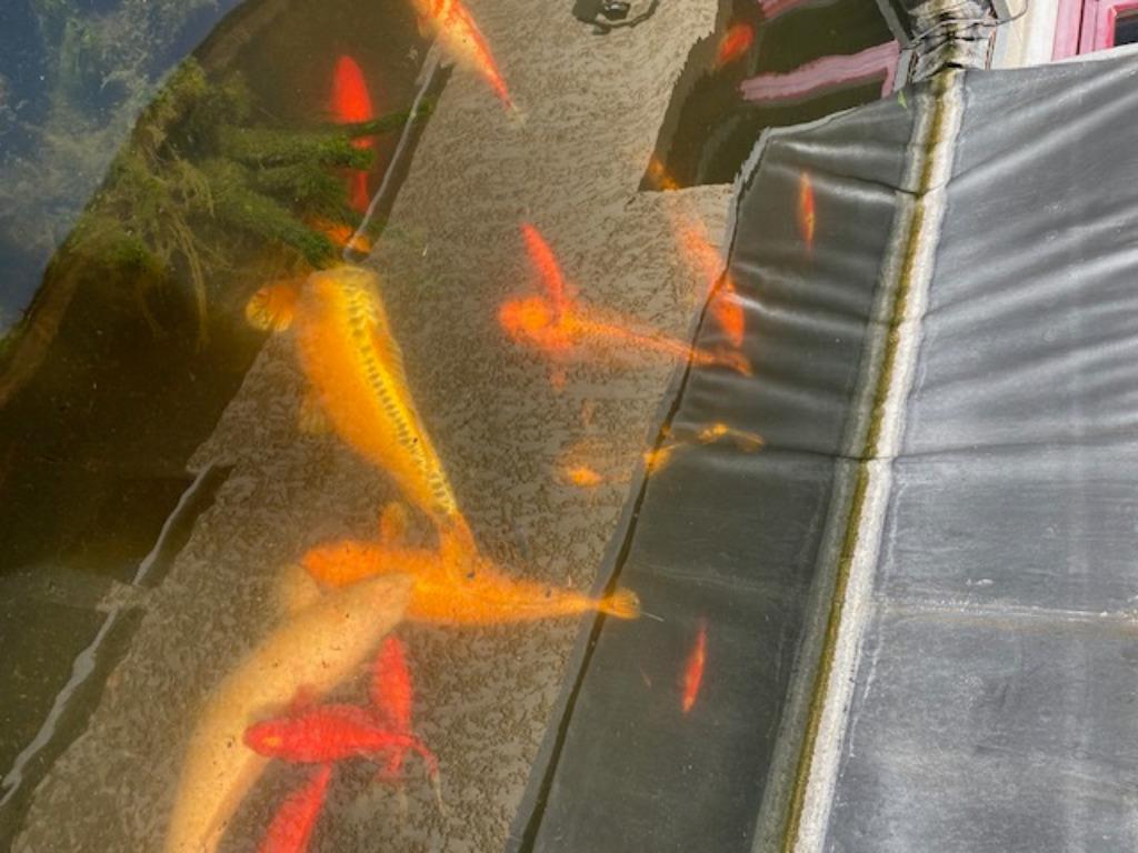 KOI, Enlèvement, Comme neuf