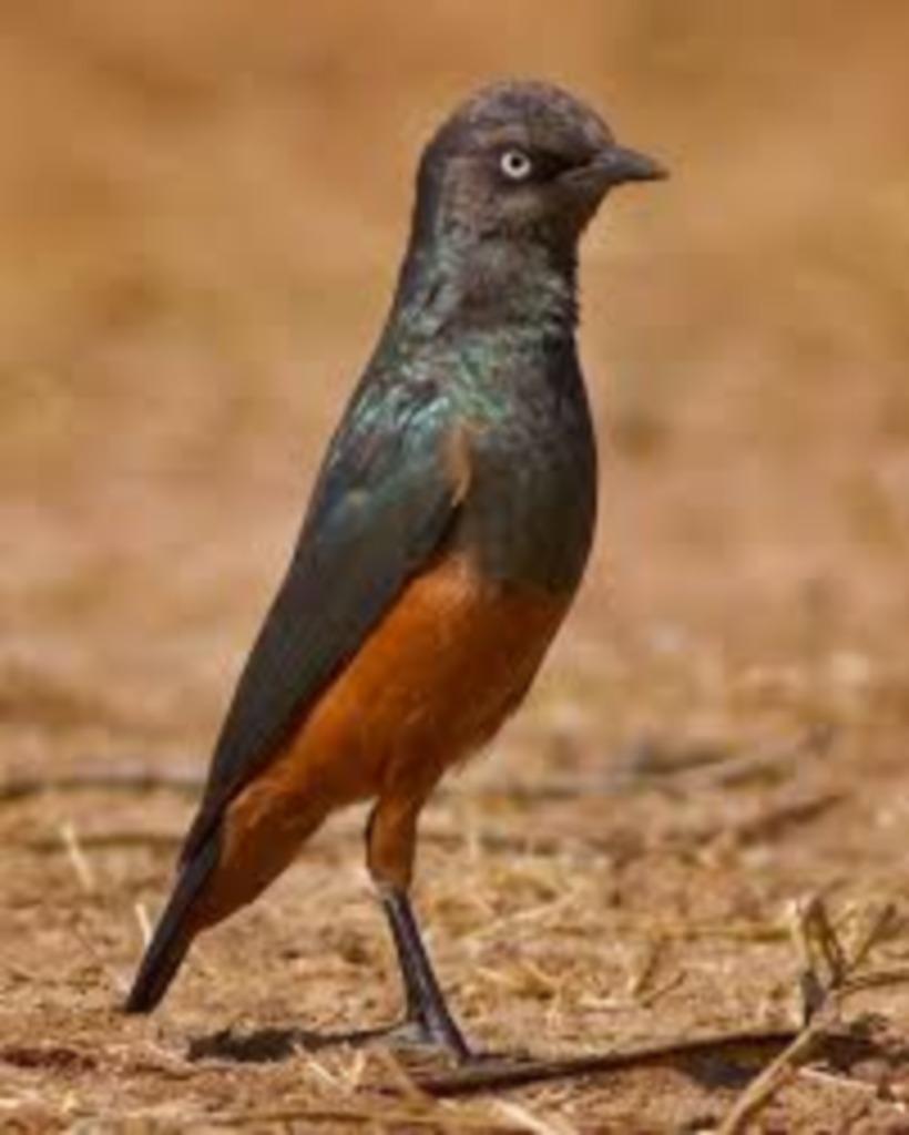 Étourneau à ventre rouge - Pulcher, Plusieurs animaux, Oiseau tropical, Bagué