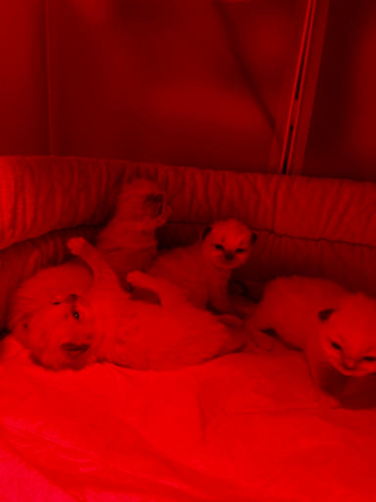 Ragdoll kittens, Plusieurs animaux, Vermifugé, 0 à 2 ans