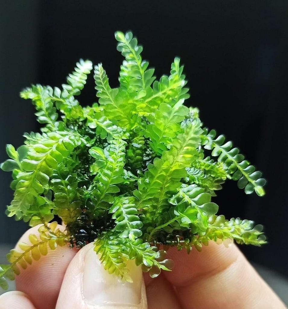 Cameroon moss