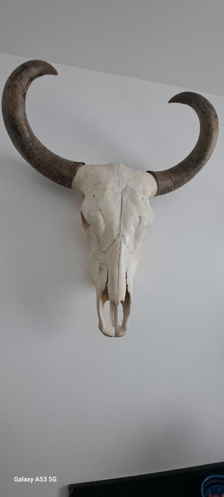 Thaise Waterbuffel skull Echte schedel, Antiek en Kunst, Ophalen