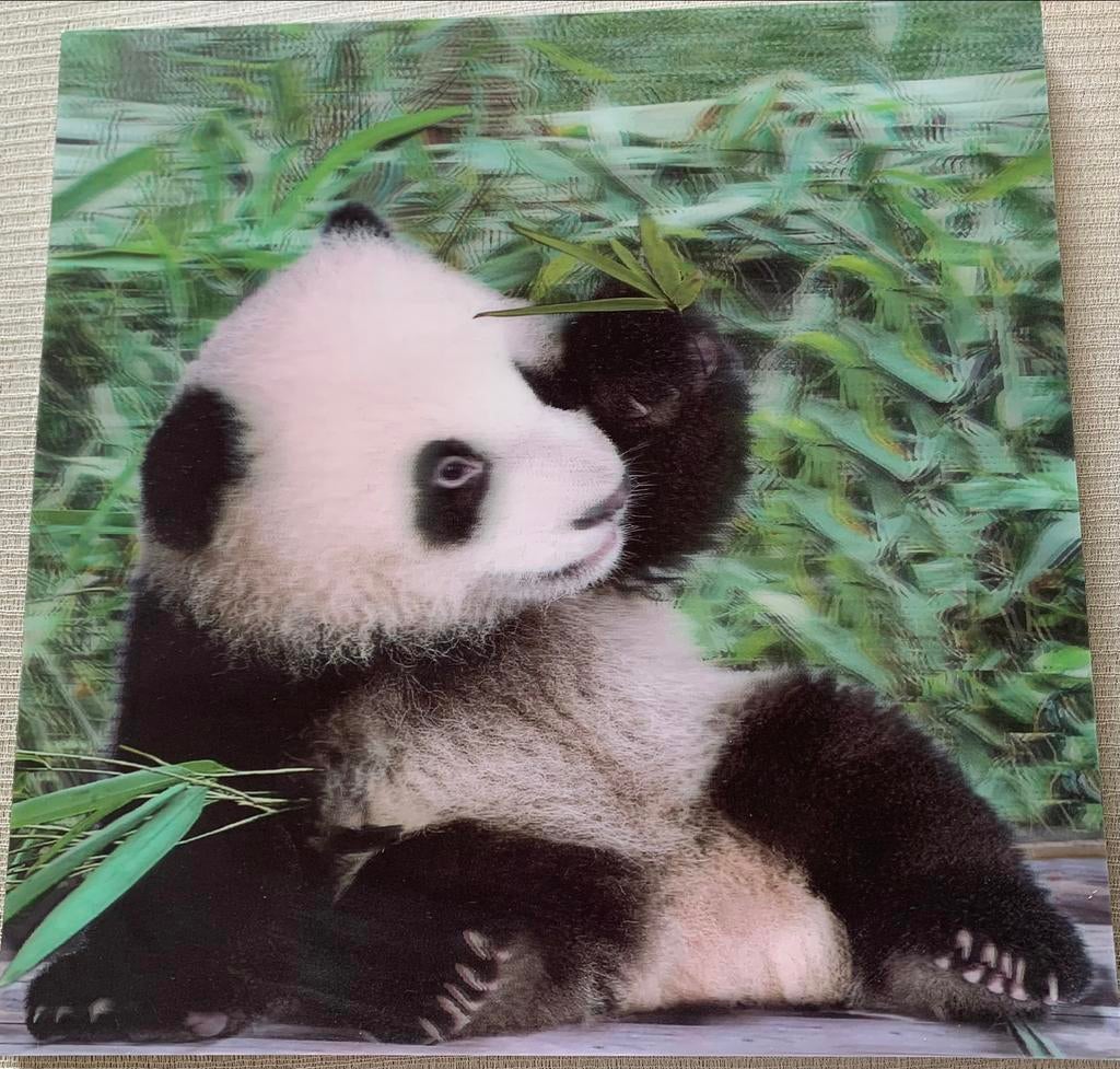 3 D - Panda foto op harde kader, Ophalen of Verzenden, Zo goed als nieuw