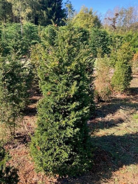 Overstock Taxus baccata 80/100, Ophalen, Taxus, Haag, Minder dan 100 cm