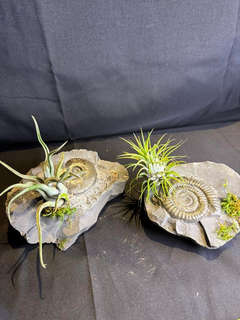 Creatie van Tillandsia op bijzondere fossiele ammoniet, Ophalen of Verzenden