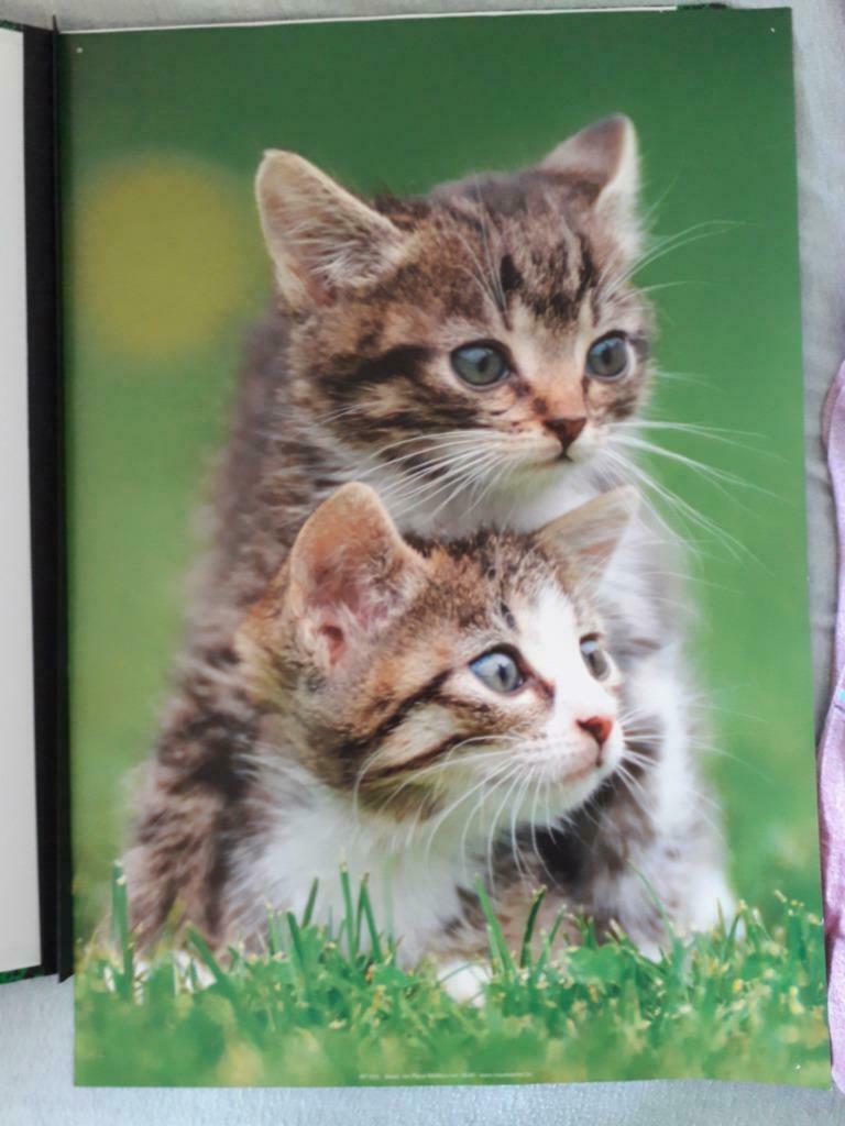 Poster kat 2 euro, Ophalen, A4 of kleiner, Rechthoekig Liggend, Zo goed als nieuw
