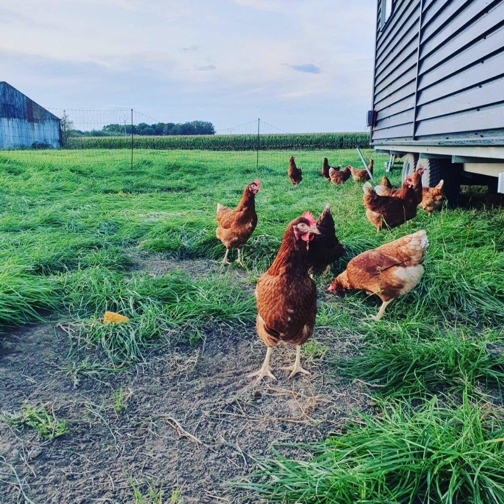 Vente de poules pondeuses, Août, Femelle