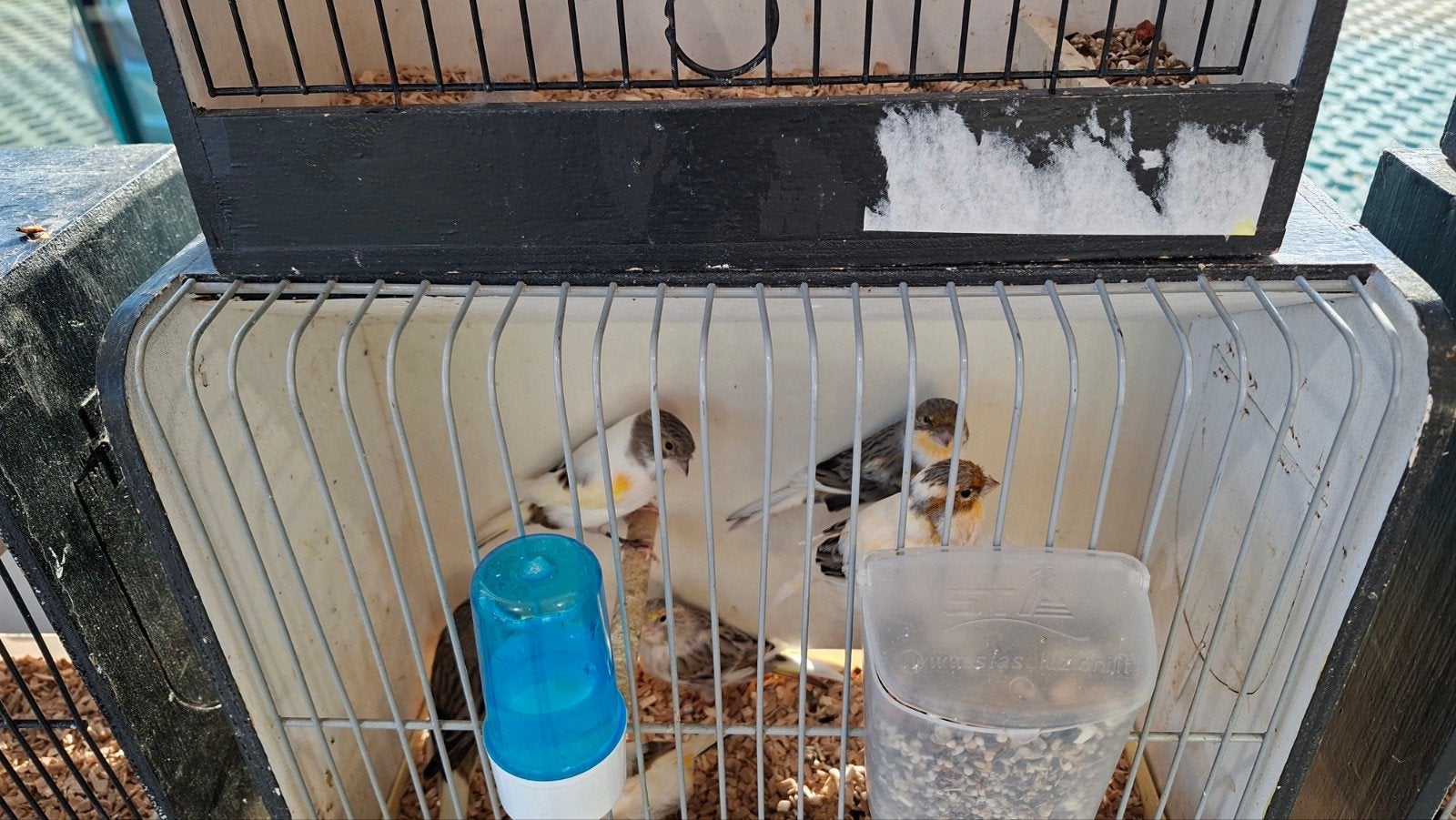 Harlekijn kanaries, roodmus x kanarie geringd, Bâtard