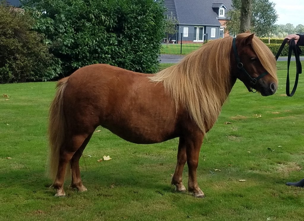 Beaux poneys des Shetland, Animaux & Accessoires, Avec pedigree, Poney de récréation, Plusieurs animaux, Poney A (jusqu'à 1.17 m)