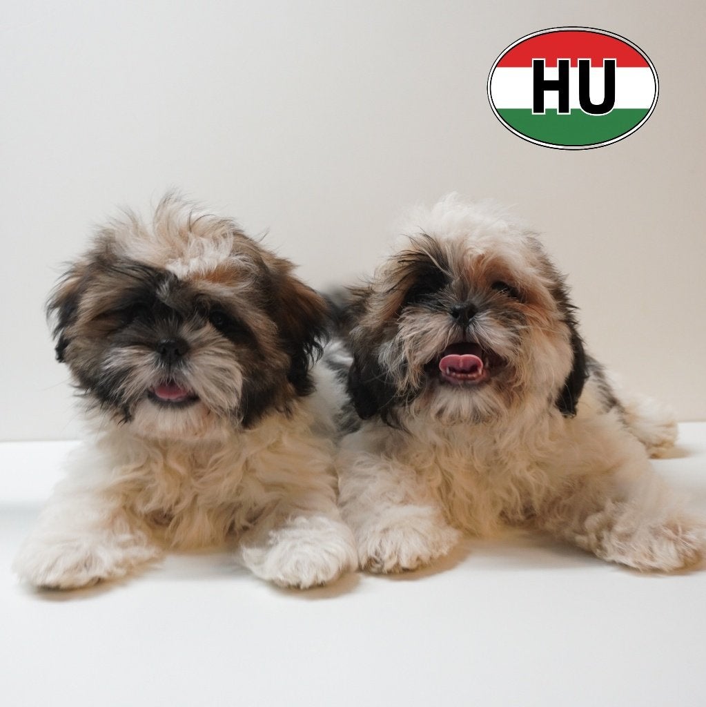 Shih Tzu, chiots à vendre, 15 semaines à 1 an, Hépatite contagieuse (maladie de Rubarth), Autres races, Plusieurs animaux