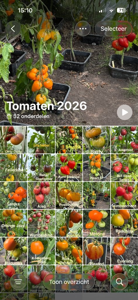 1 Grote sortering zaden van bijzondere tomaten, Verzenden, Voorjaar, Volle zon, Zaad
