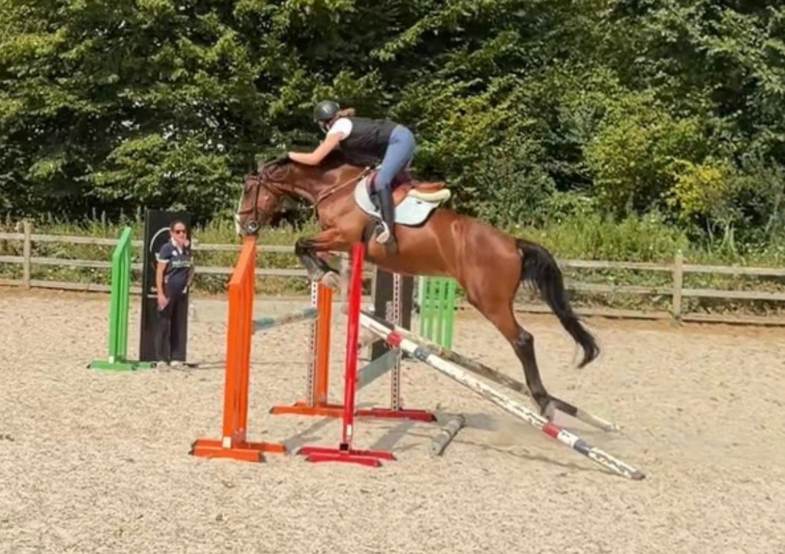 Springpaard te koop (Cazan Z x Lord Chin), Springpaard, Ruin, Met stamboom, Z