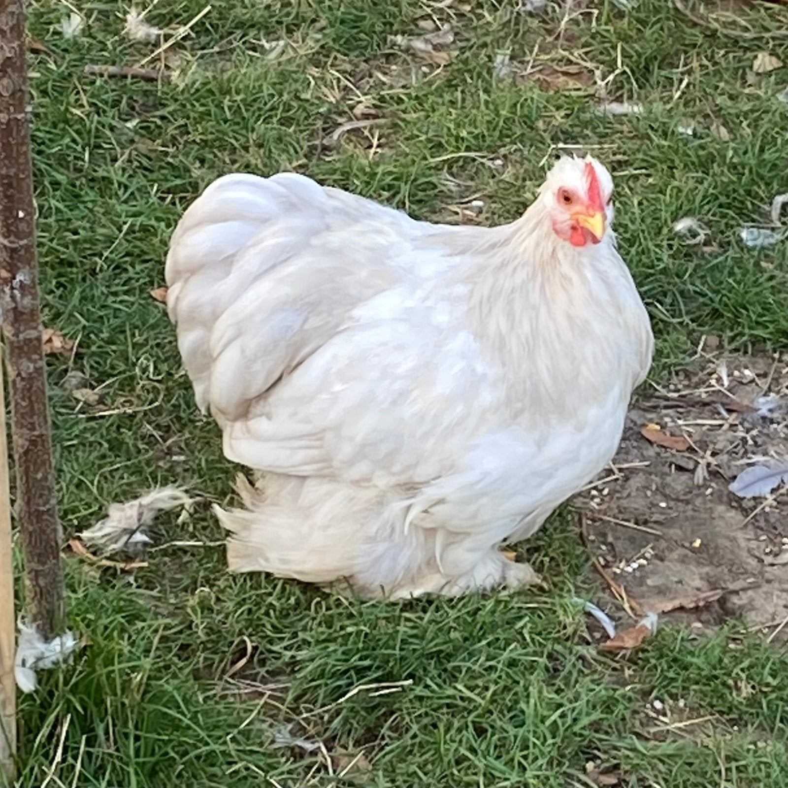 Cochin Kriel Bobtail haantjes, Dieren en Toebehoren, Mannelijk, Kip