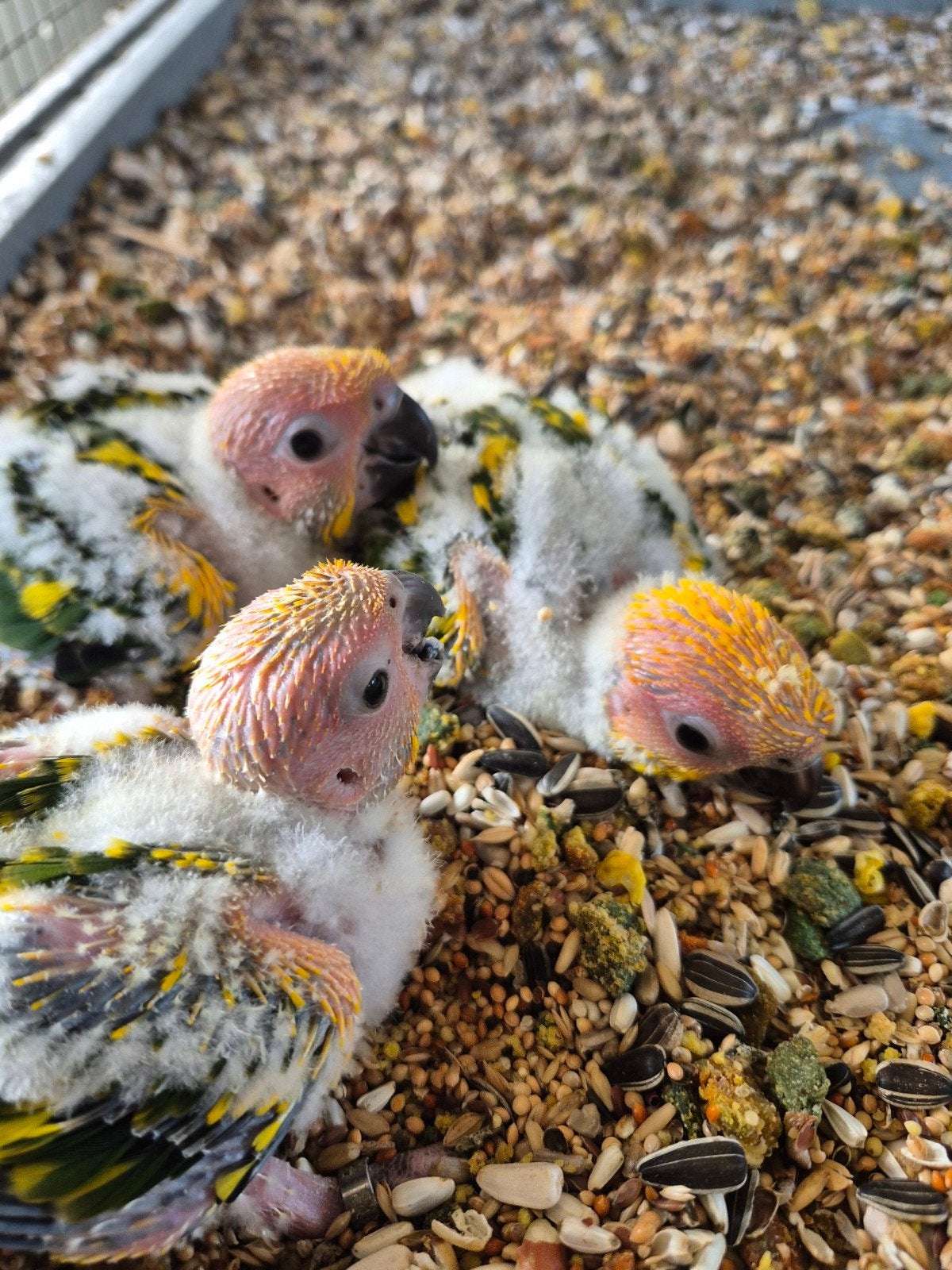zonparkieten handopfok, Geslacht onbekend, Parkiet, Geringd