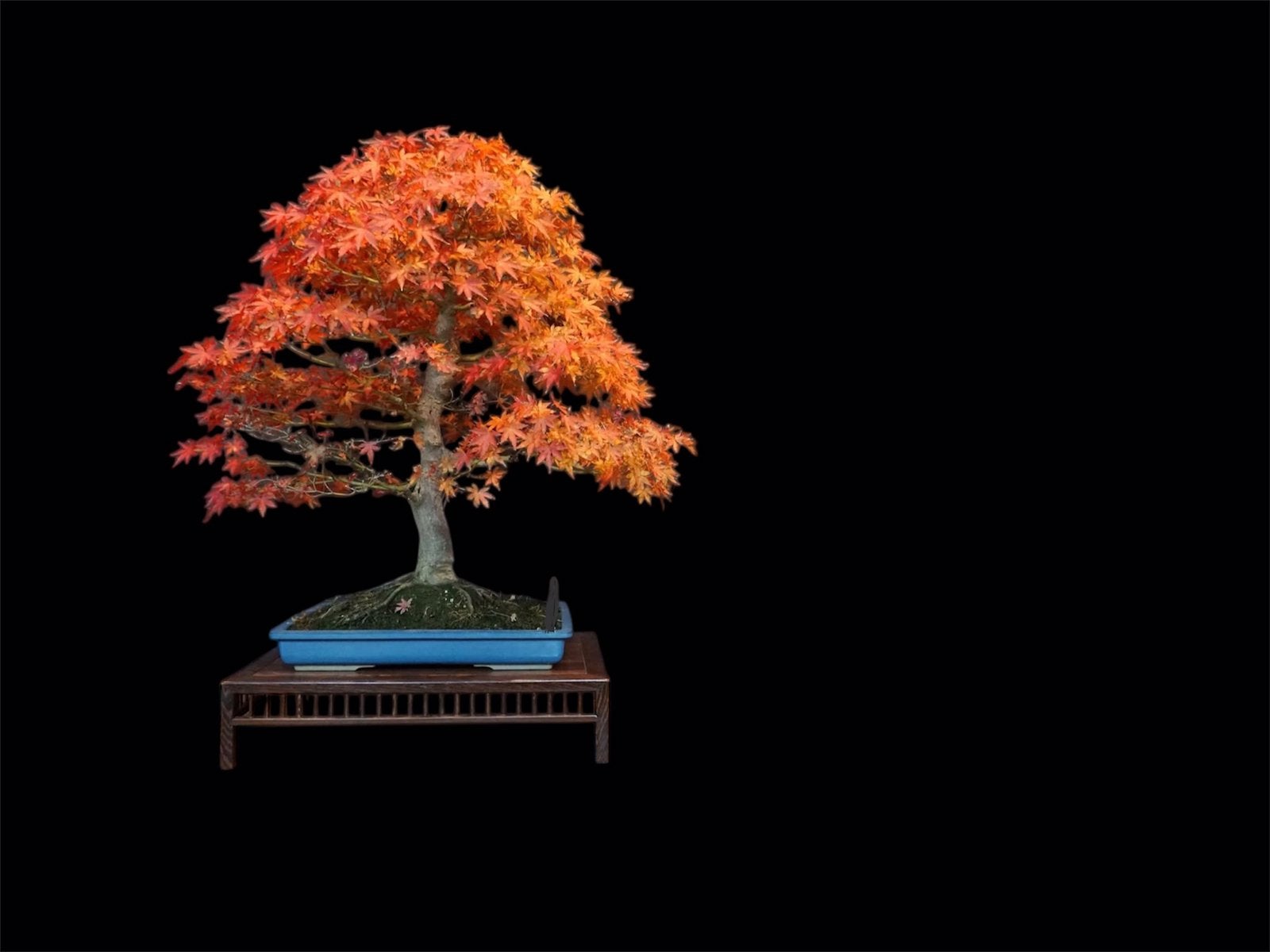 Acer palmatum bonsai, Tuin en Terras, Ophalen