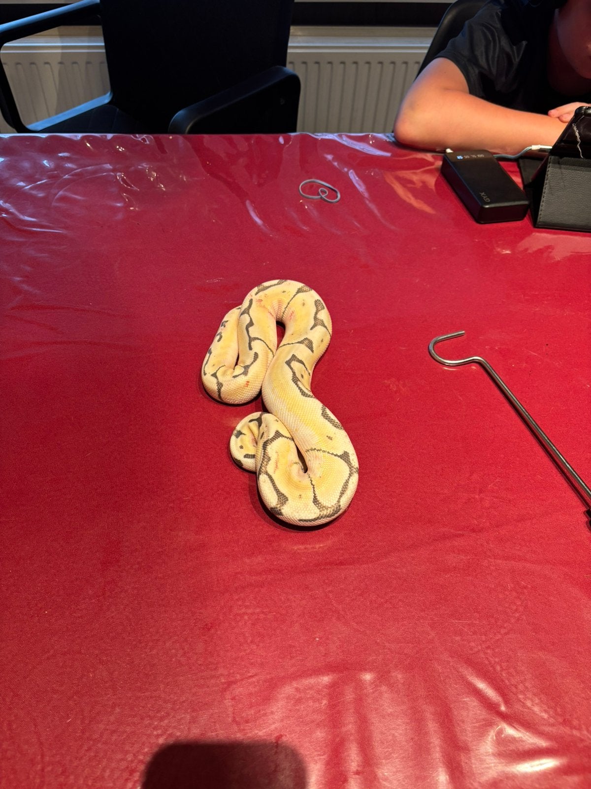 Python, Dieren en Toebehoren, Reptielen en Amfibieën, Slang, 0 tot 2 jaar