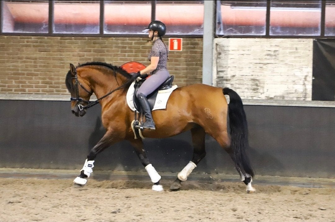 Super gave 10 jarige pre andalusier apto hengst, Dieren en Toebehoren, Met stamboom, Hengst, L, 7 tot 10 jaar