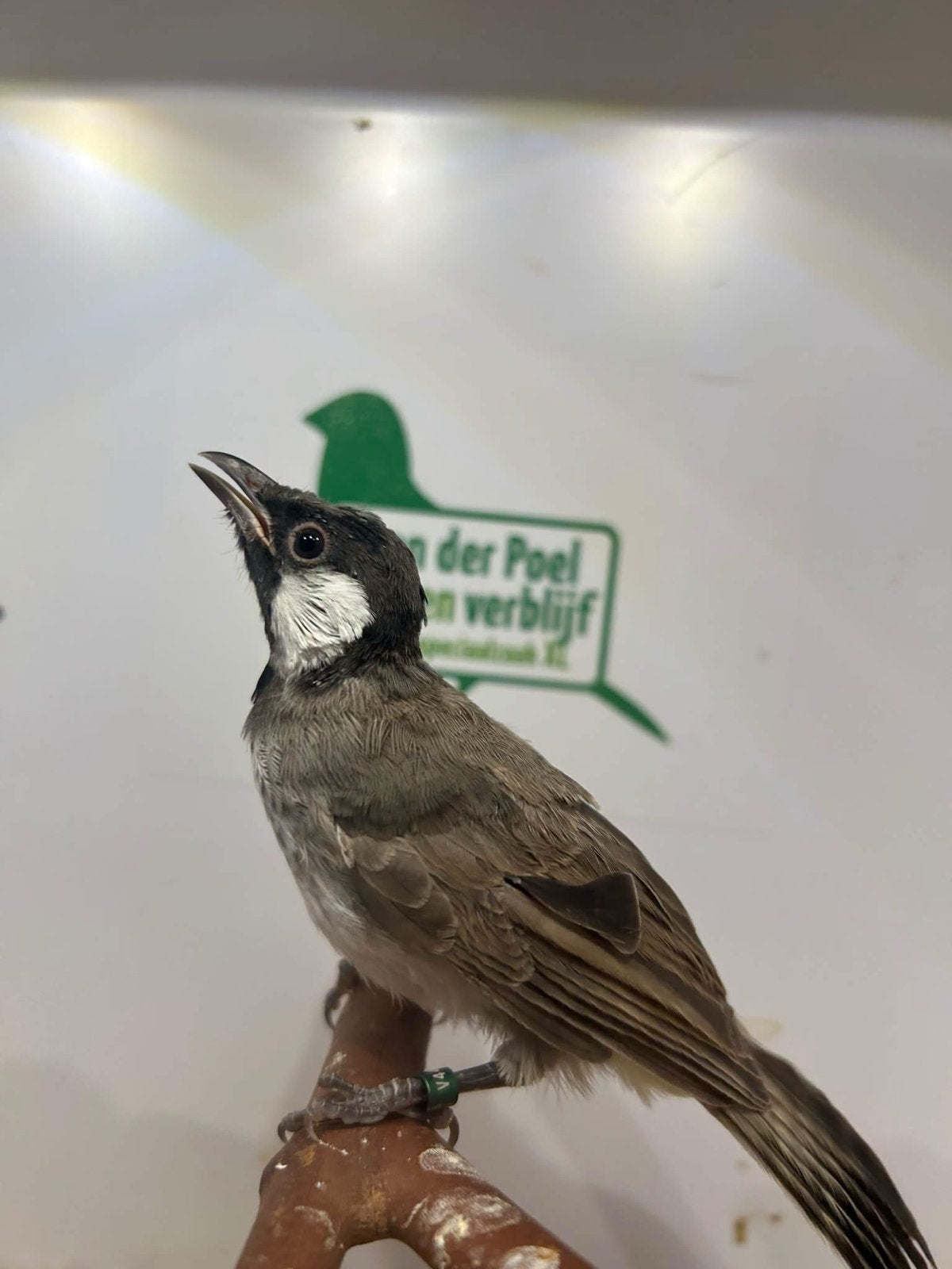 4-3 witoor buulbuuls ( in nl ), Dieren en Toebehoren, Meerdere dieren, Tropenvogel, Geringd