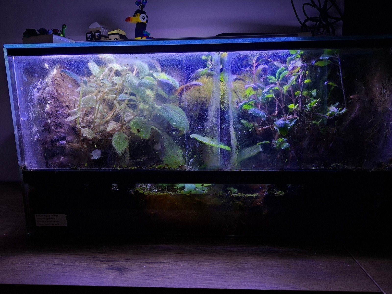 terrarium bioactive (compleet ingericht), Dieren en Toebehoren
