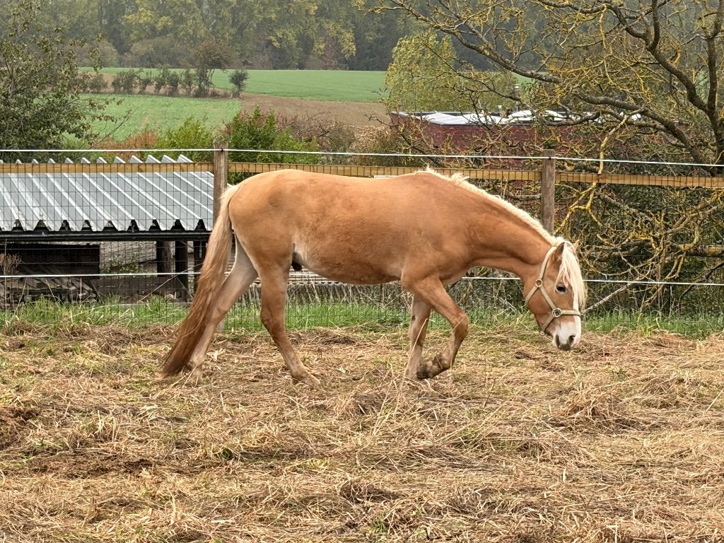 Haflinger onbeleerd, Ophalen, Nieuw, Recreatie
