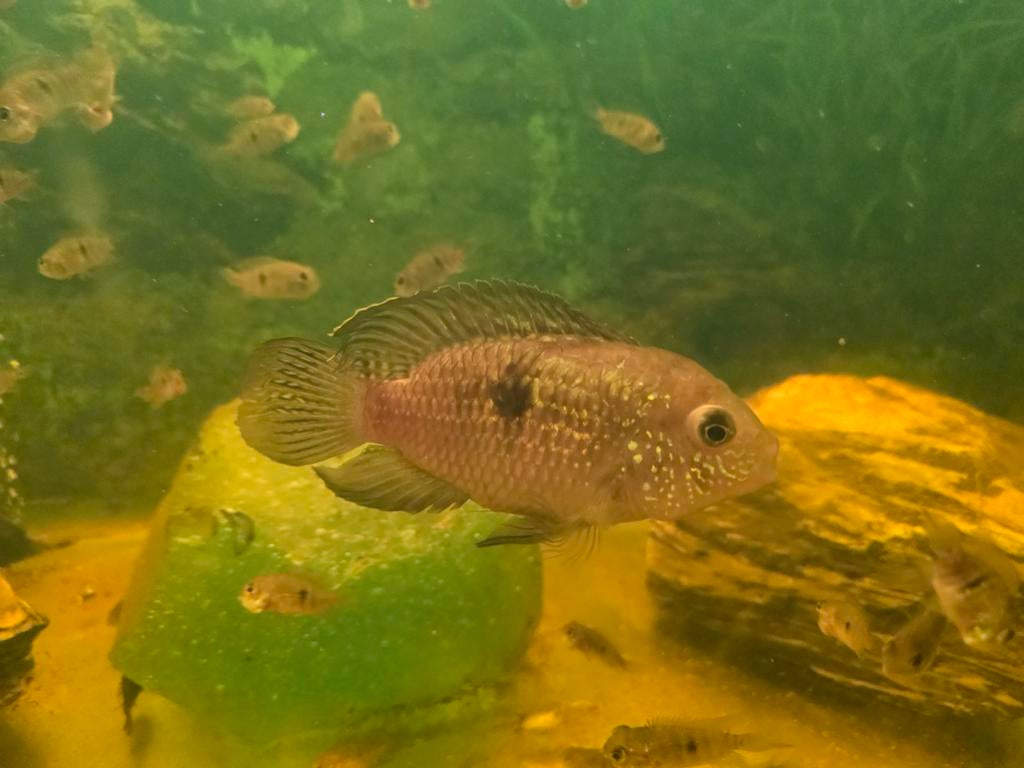 Cichliden, Turkoois Akara