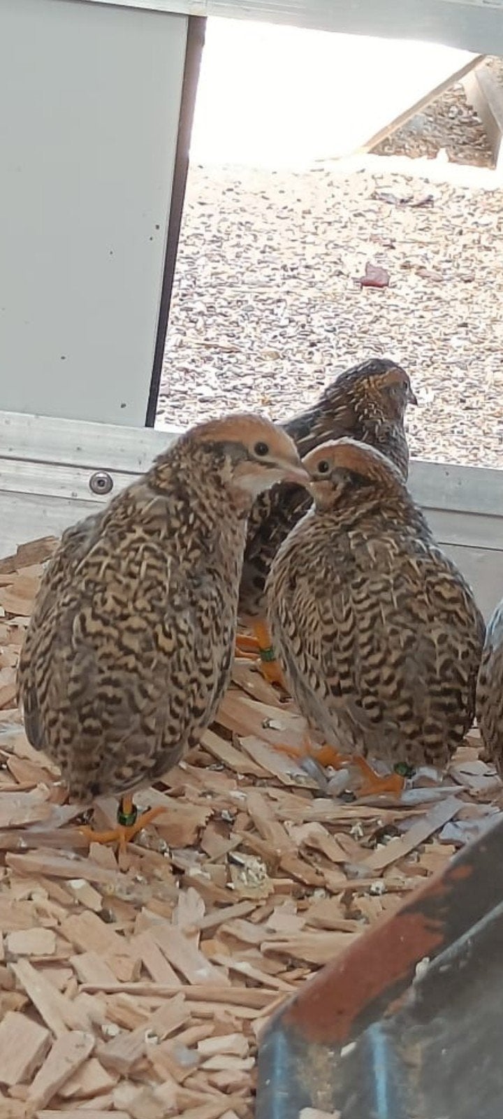 Chinese dwergkwartels 2026, Meerdere dieren, Tropenvogel, Geringd