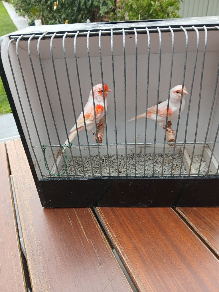 Rood mozaiek kanaries, Dieren en Toebehoren, Meerdere dieren, Kleurkanarie